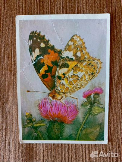 Открытки СССР