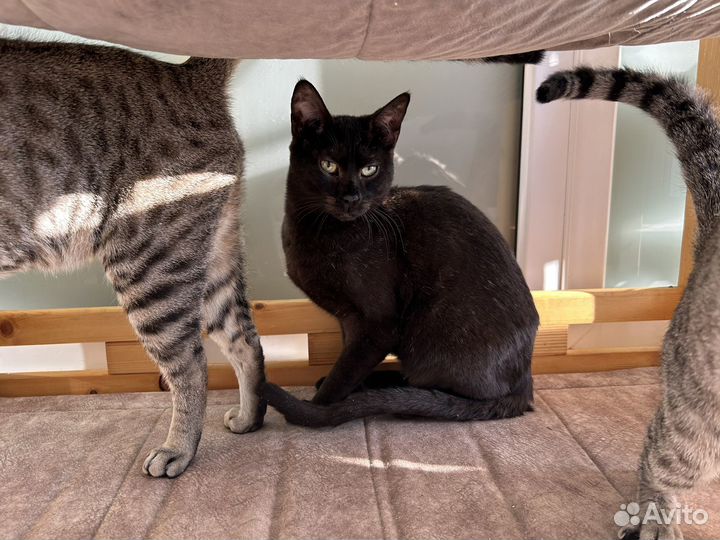 Саванна, чаузи алк - крупные кошки