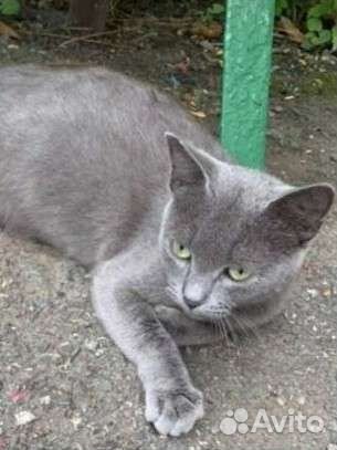 Русская голубая