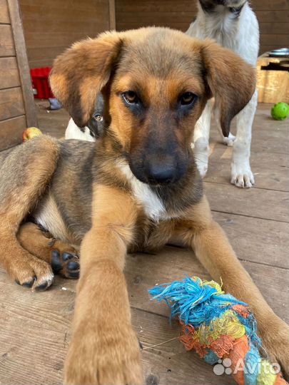 Щенки метисы курцхаара в добрые руки бесплатно