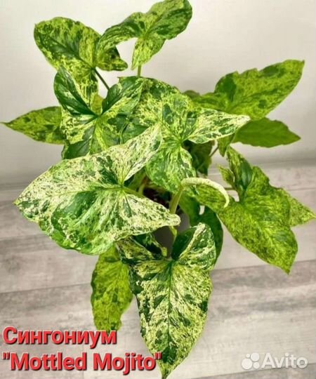 Эпипремнум,Моттлед Мохито, Имбре Вайт, Пинг Тонг