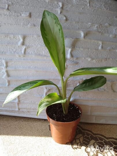 Аглаонема сильвер бей