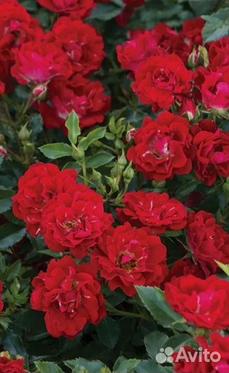 Правопорядка роза