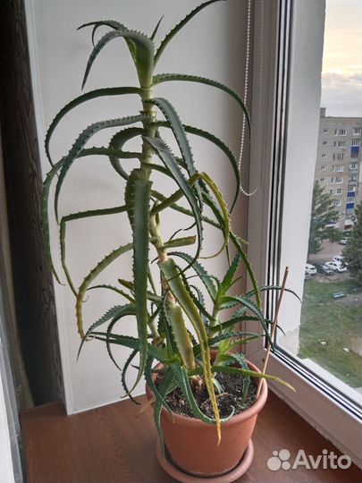 Алоэ столетник