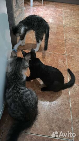 Котятки в добрые руки