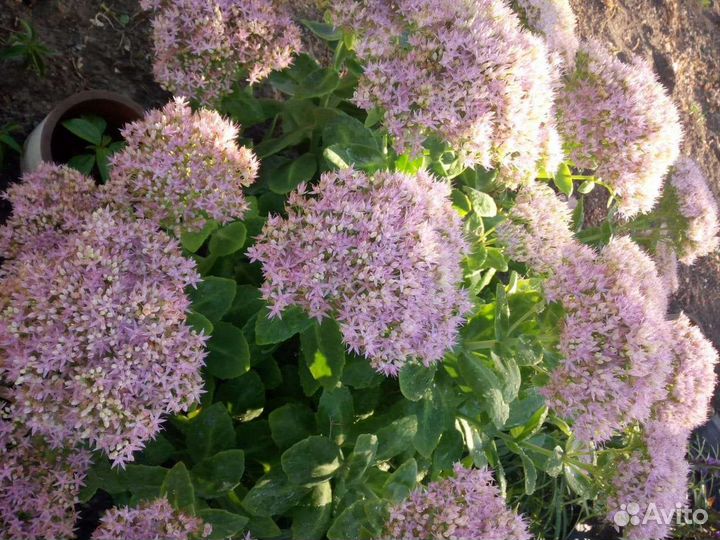 Заячья капуста