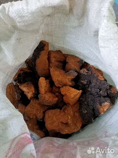 Лечебный,гриб чага.Республика Алтай