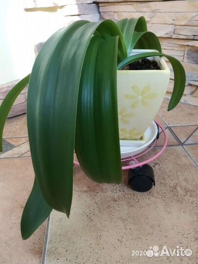 Гиппеаструм