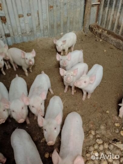 Поросята