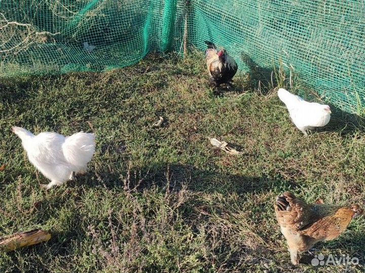 Куры помесь бентамки и китайской шелковой