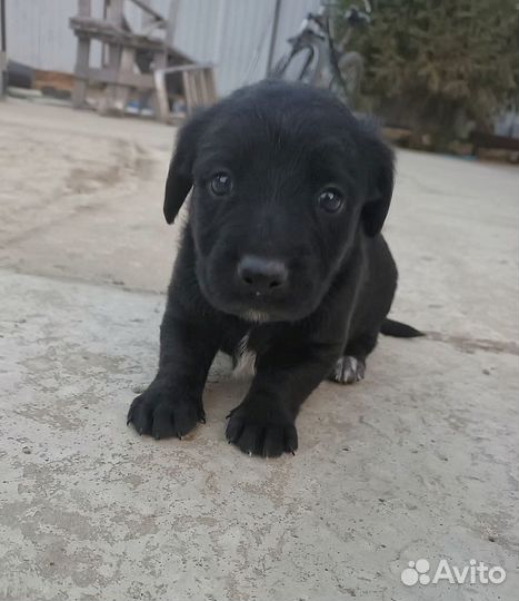 Щенок в добрые руки