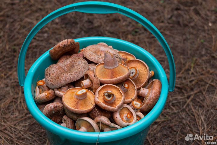 Грибы рыжики свежие