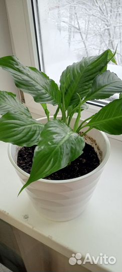 Спатифиллум