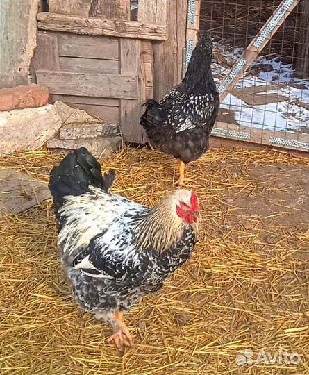 Молодые петухи