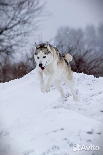 Фотограф анималист