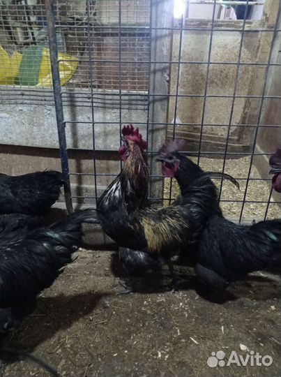 Молодые петухи Ухейилюй и Лакеданзи