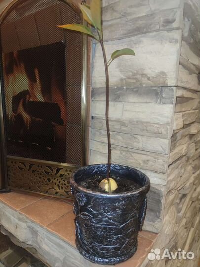 Росток авокадо 30 см в горшке ручной работы