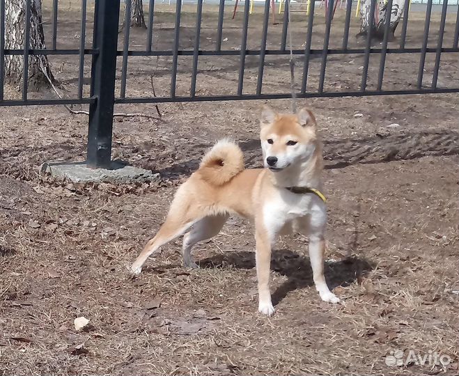 Щенок Сиба Ину