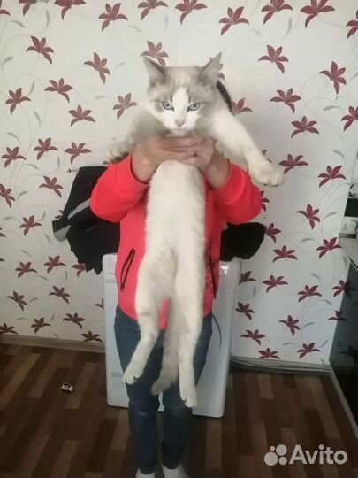 Котик