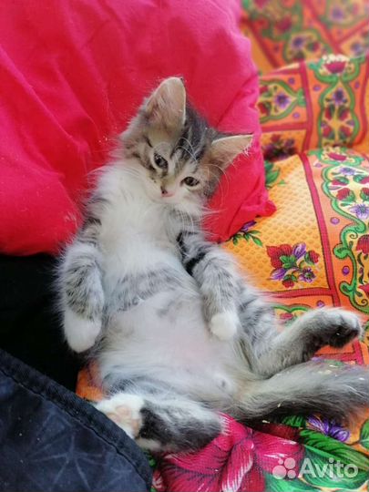 Ребенок ищет семью