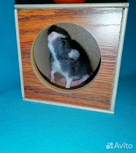 Крыса Дамбо Мальчик.Доставка.Крысята