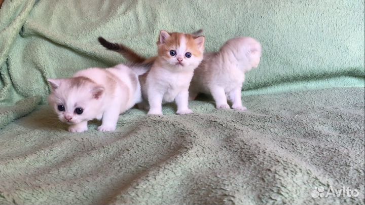 Шотландские котята