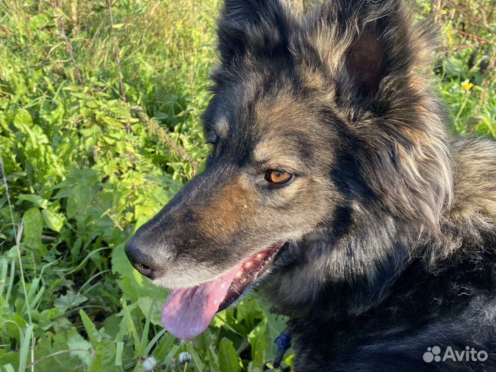 Собакам нужен дом, в связи с переездом