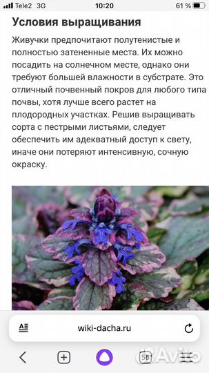 Живучка ползучая