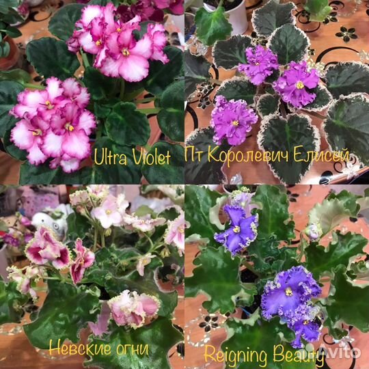 Сортовые фиалки