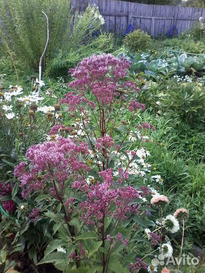 Саженцы декоративных кустарников