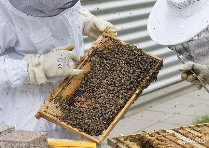 Пчелопакеты Карника