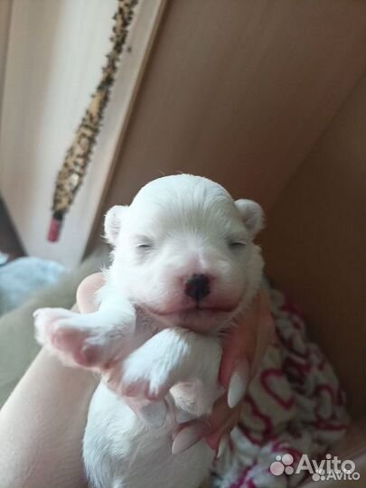 Щенки мальтезе мини