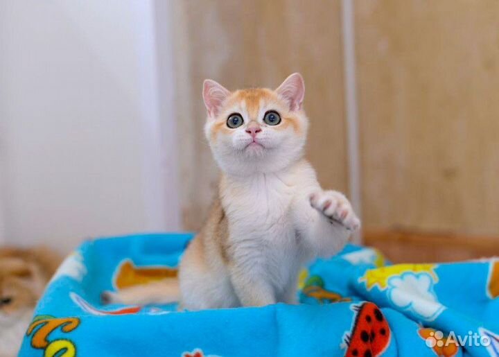 Зеленоглазый лис