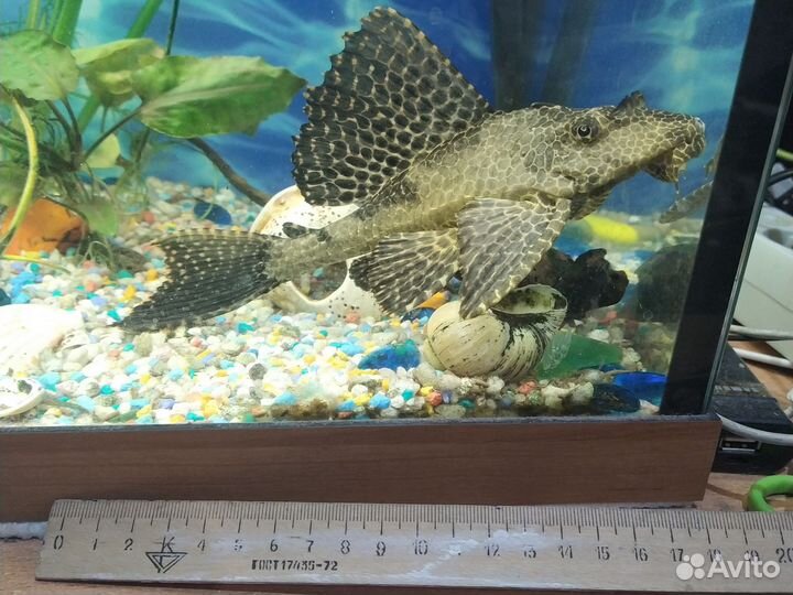 Сом птеригоплихт