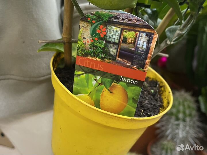 Лимонное дерево