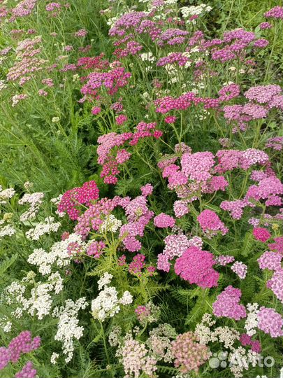 Ахиллея Тысячелистник Многолетние