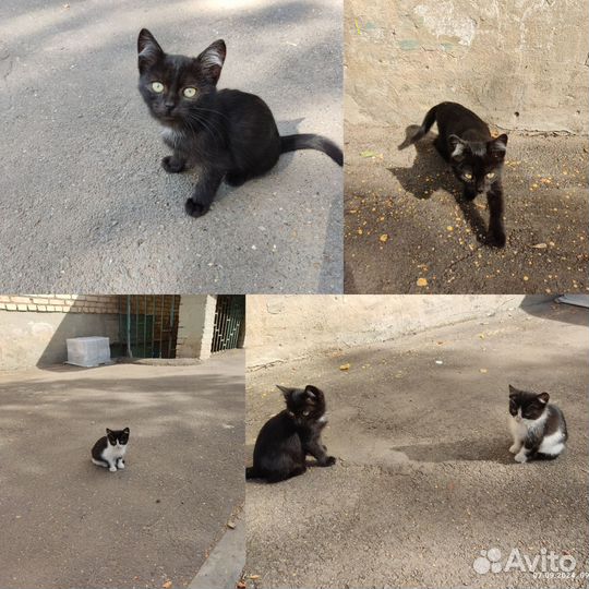 Милые котята,братик и сестренка