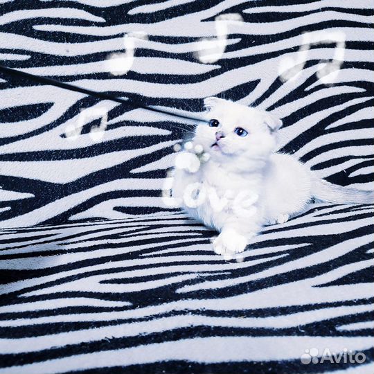 Котята манчкин