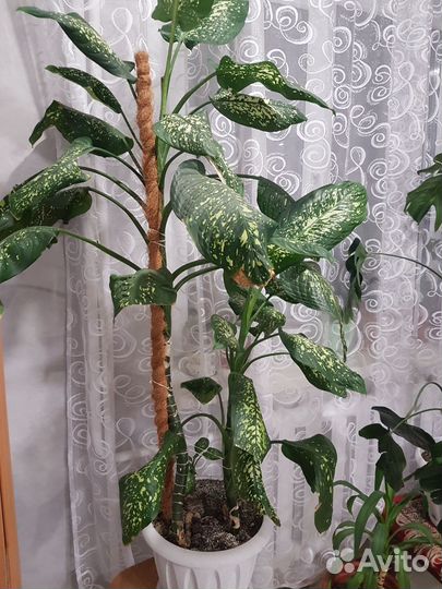 Дифенбахия