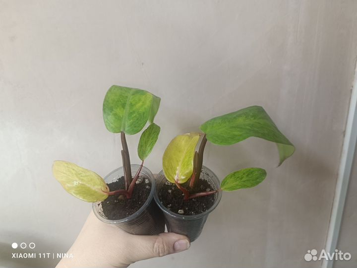 Филодендрон Painted lady/Расписная леди