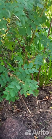 Саженцы вишни шиповника каштана и дуба