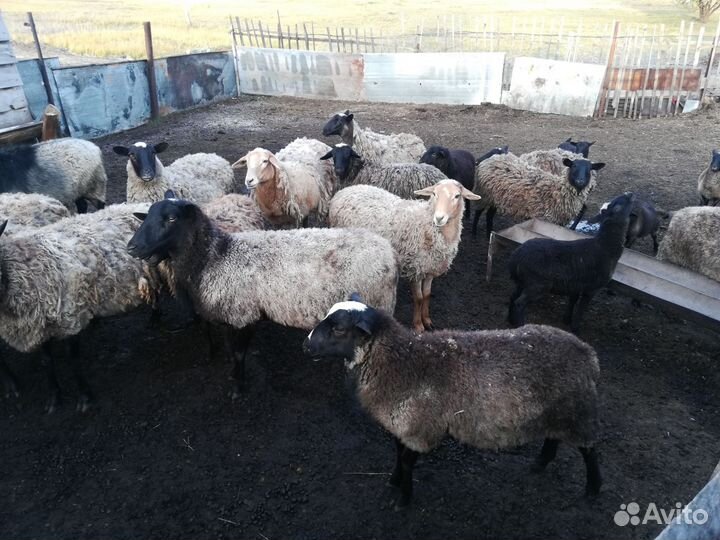 Бараны романовской породы