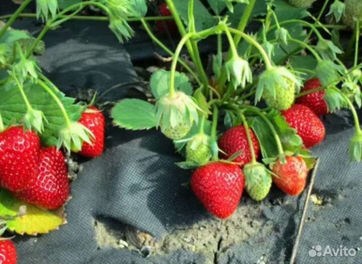 Клубника ремонтантная 