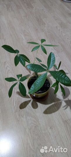 Комнатные растения пальма драцена шеффлера пихара
