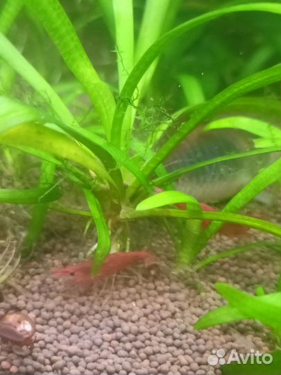 Аквариумные креветки вишня