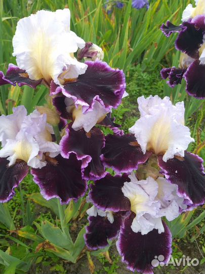 Ирисы бородатые