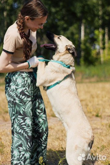 Молодая собака Карамелька ждет в приюте