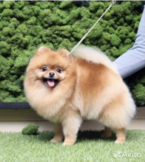 Груминг. Стрижка собак и кошек