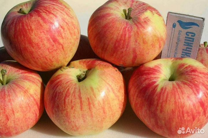 Саженцы яблони Юбиляр