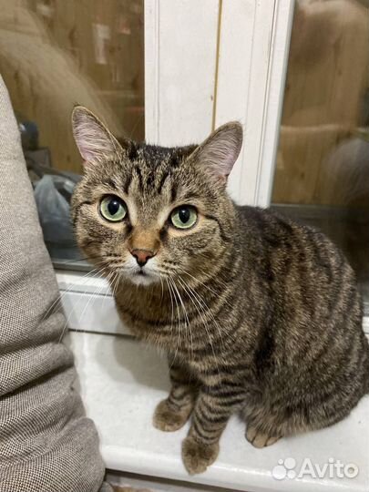 Отдам кота в добрые руки